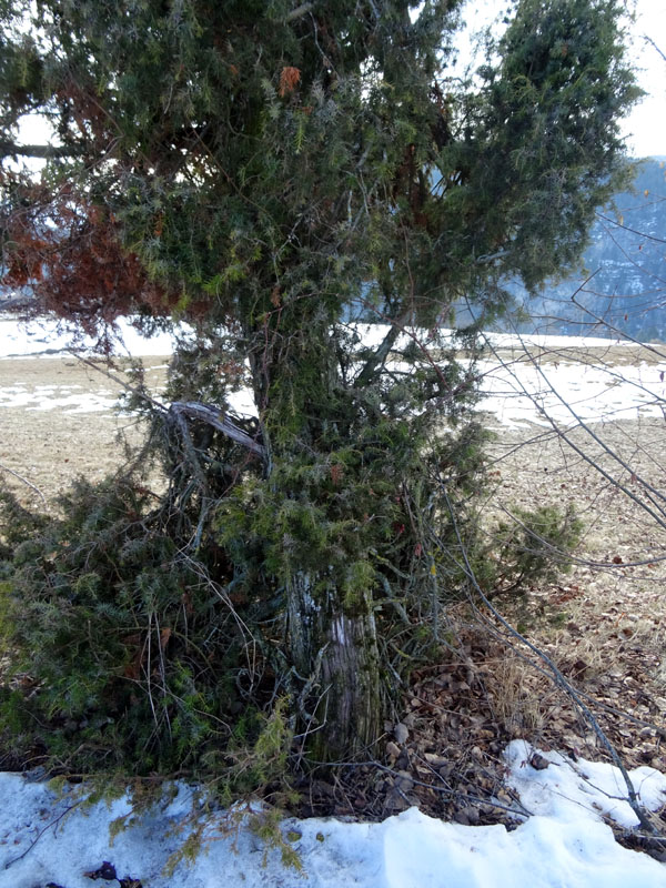 Il ginepro dei Pradaci - Fondo (TN)